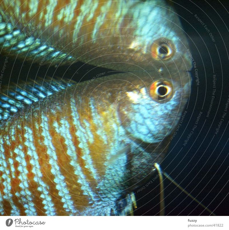 dwarf gourami Aquarium Labyrinth fish