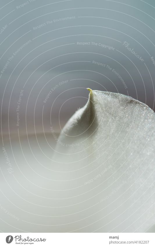 Taken to the extreme. Petal of a white orchid ending in a point. Orchid Blossom leave Point Plant Macro (Extreme close-up) White Shallow depth of field Abstract