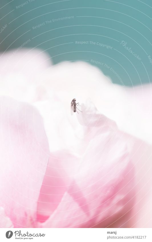 I wonder if the view is better up there. A fly on a petal of a peony. Flower Blossom naturally Pink Peony Plant Elegant Mysterious Hope Inspiration