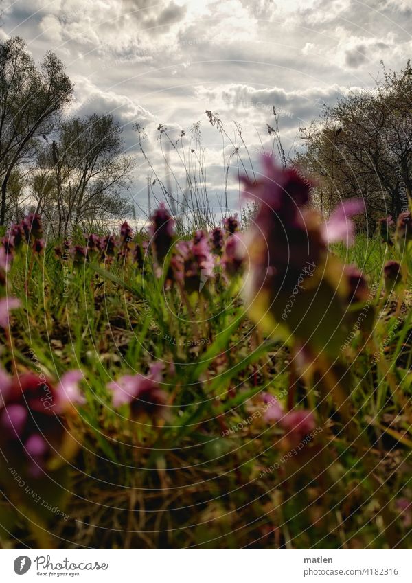 Deadnettle Jungle Dead-nettle Spring Meadow Grass Clouds Sky bushes Back-light tight Green Nature Deserted Beautiful weather Plant