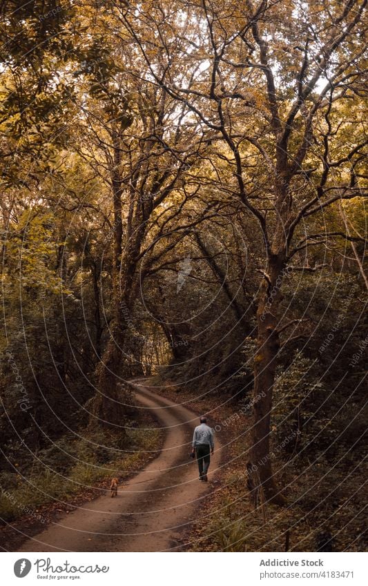 Man with dog walking in gloomy forest man dull autumn stroll animal together male path nature overcast owner obedient season weather woods park canine way pet