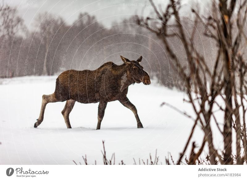 Wild elk in winter forest animal wild snow meadow woods wildlife fauna norway wintertime tree season nature walk landscape moose creature specie cold woodland