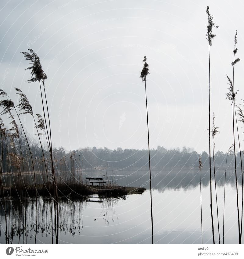 sandbank Environment Nature Landscape Plant Sky Clouds Climate Weather Beautiful weather Tree Bushes Marsh grass Lakeside Friendliness Bright Calm Peaceful