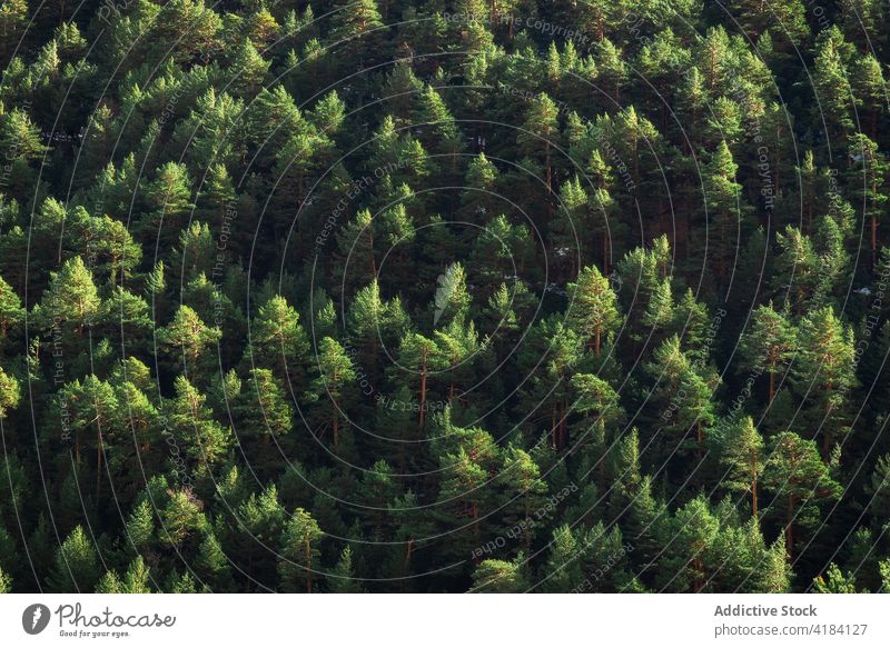 Aerial view of lush trees peaks on sunny day forest verdant woodland abundance nature growth crown woods foliage greenery botany flora plant environment summer