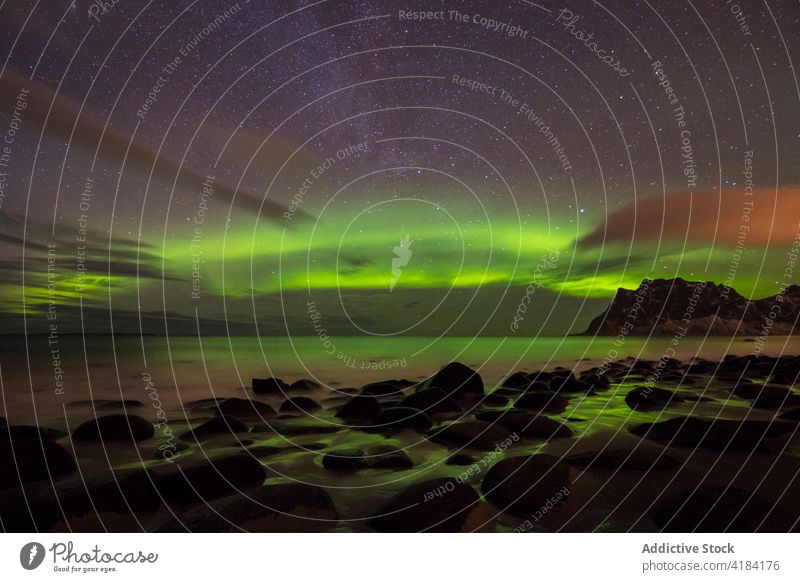 Northern lake at nightView to northern leafless forest in winter under starry cloudless sky with Polar light. nature cold polar light stars dusk covered season