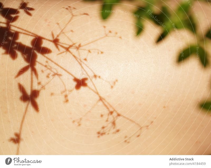 Shadow of gentle green plant on skin of faceless person shadow body flora twig sunlight harmony idyllic serene botany fresh nature calm natural growth floral