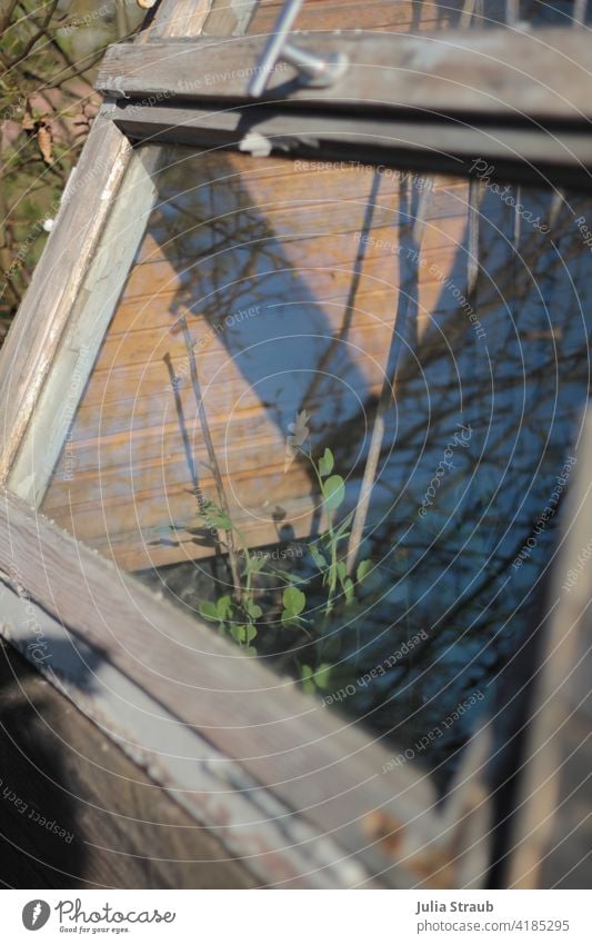 Raised bed with self-made roof from old windows Recycling upcycling Window pane Wooden window White spieglung Garden Peas Bamboo stick Climbing aid