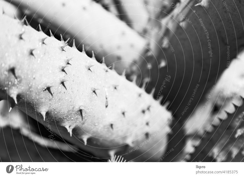 abstract leaf of cactus plant and light green background nature succulent macro pattern closeup botany detail sharp flora natural botanical agave flower garden