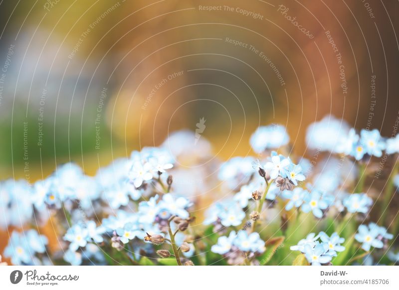 Forget-me-not - spring flowers Spring Sunlight Delicate blossoms Blue Nature