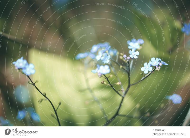 Forget-me-not delicate in the sunlight in springtime Spring flowers Delicate Blue Sunlight Spring day Smooth blossom