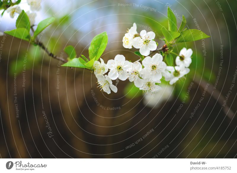 Cherry blossoms - beauty in spring Spring White Tree Sweet cherry tree Blossom blossoming Blossoming Delicate pretty