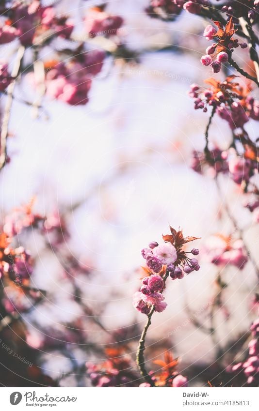 Blossoms of a Japanese flowering cherry in spring Japanese flower cherry Ornamental cherry Pink blossom Spring sunshine Gorgeous blossoms Nature Beauty & Beauty