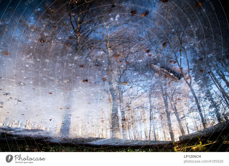 Detmold open-air museum Reflection in the water trees Fabulous Enchanted forest Nature Surrealism Environment Water Winter mood Frozen Landscape Forest