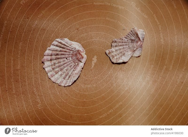 Seashell on body of anonymous woman on beach in sunlight seashell sunbath vacation summer holiday seashore suntan exotic rest relax female enjoy chill marine