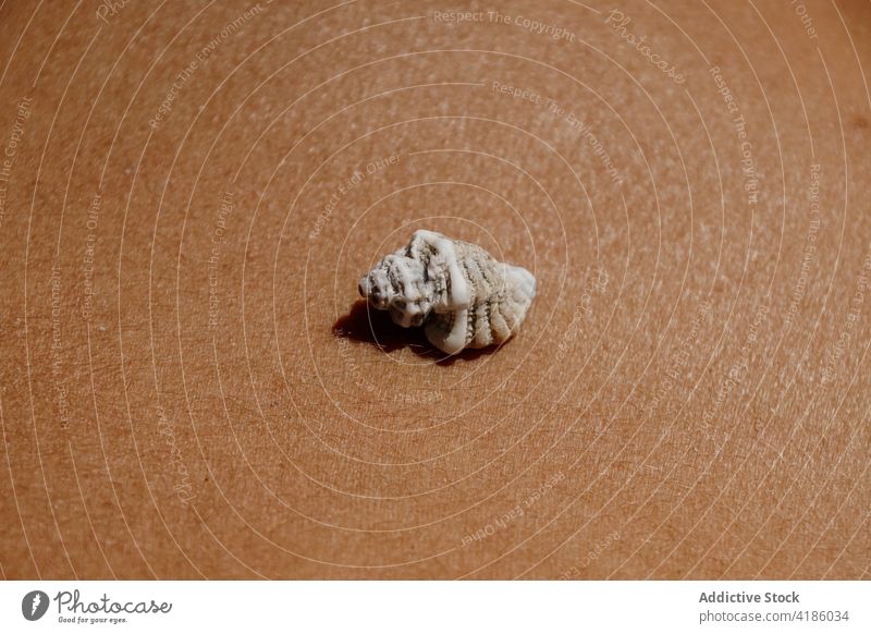 Seashell on body of anonymous woman on beach in sunlight seashell sunbath vacation summer holiday seashore suntan exotic rest relax female enjoy chill marine