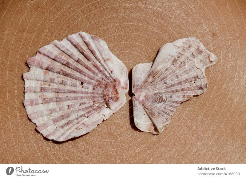 Seashell on body of anonymous woman on beach in sunlight seashell sunbath vacation summer holiday seashore suntan exotic rest relax female enjoy chill marine