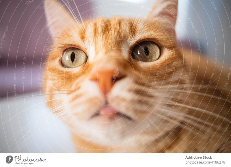 Attentive cat with green eyes at home feline animal pet attentive gaze portrait focus muzzle thin whisker mammal predator domestic brown fur stare bright