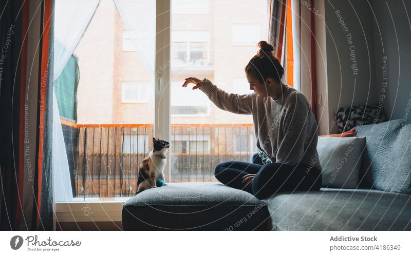 Young woman playing cute purebred cat on sofa calico couch caress pet apartment together friend legs crossed cozy feline female young casual adorable animal