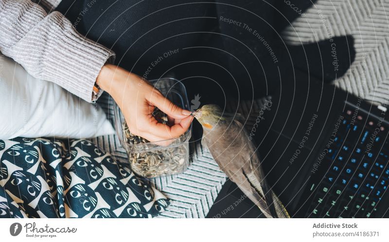 Anonymous woman feeding cockatiel bird while relaxing on sofa seed weiro bird owner rest laptop cute female young casual comfort cozy free time weekend home