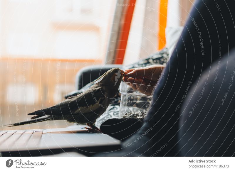 Anonymous woman feeding cockatiel bird while relaxing on sofa seed weiro bird owner rest laptop cute female young casual comfort cozy free time weekend home