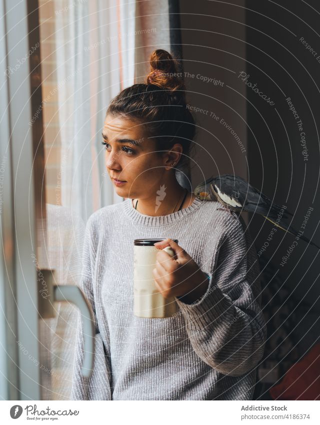 Dreamy young lady drinking hot beverage near window with adorable weiro bird on shoulder woman hot drink dreamy cockatiel owner enjoy thoughtful home relax mug