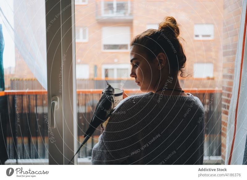 Dreamy young lady drinking hot beverage near window with adorable weiro bird on shoulder woman hot drink dreamy cockatiel owner enjoy thoughtful home relax mug