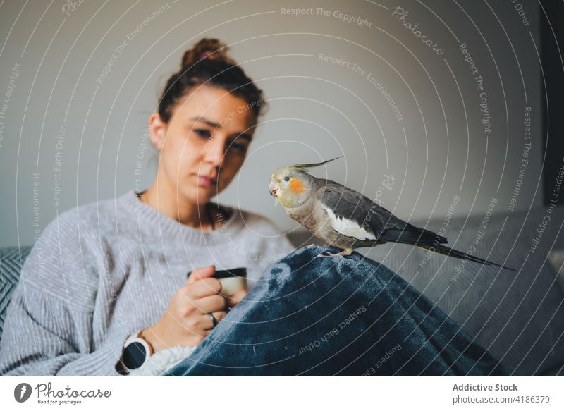 Young woman chilling on couch with cute weiro bird relax sofa happy together hot drink cockatiel owner free time rest smile beverage female young sweater coffee