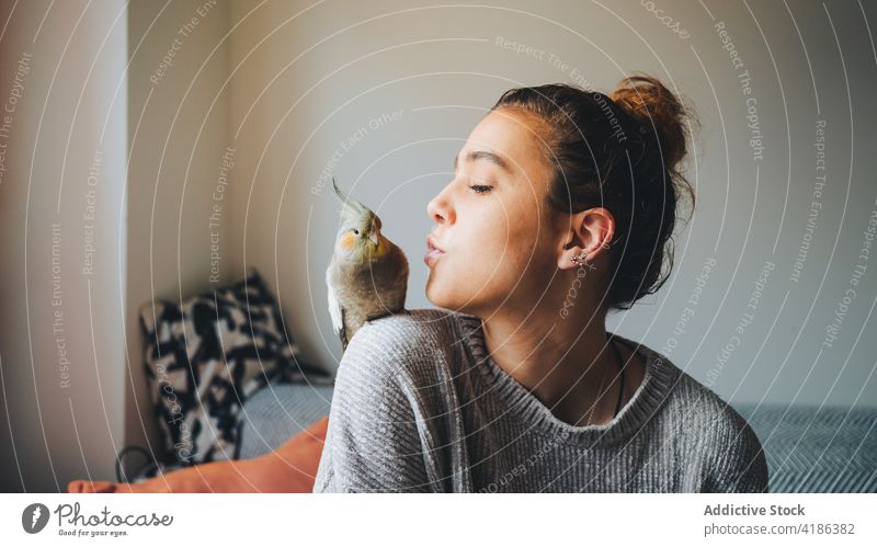 Young lady kissing cute Nymphicus hollandicus bird sitting on shoulder at home woman nymphicus hollandicus cockatiel owner together pet avian exotic love relax