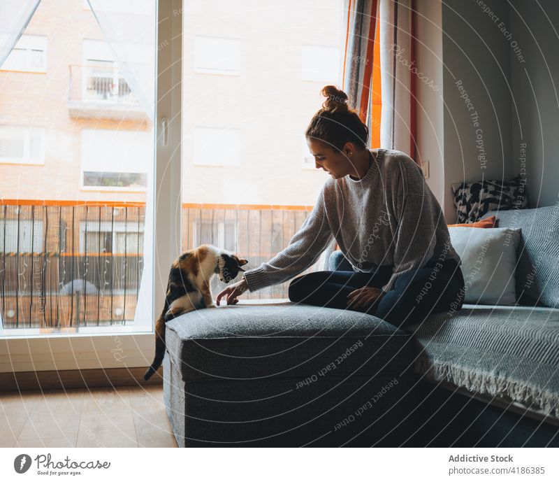 Young woman caressing cute purebred cat on sofa play calico couch pet apartment together friend legs crossed cozy feline female young casual adorable animal