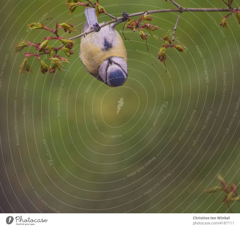 A little blue tit hangs upside down on the branch of a green Japanese fan maple. The first still small leaves can be seen. Green, calm, natural background with lots of text space.