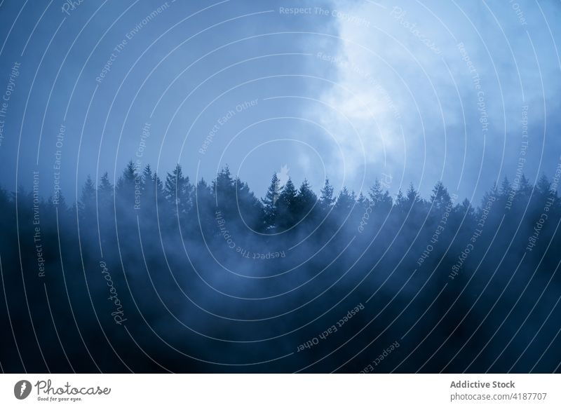 Winter forest under misty sky in evening fog nature woodland landscape environment cloudy coniferous winter mystery haze atmosphere cold untouched weather grow