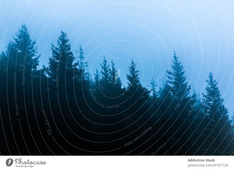 Winter forest under misty sky in evening fog nature woodland landscape environment cloudy coniferous winter mystery haze atmosphere cold untouched weather grow