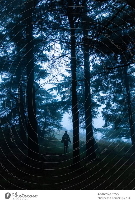 Unrecognizable traveler silhouette contemplating night forest on walkway tourist contemplate wanderlust explore nature landscape pathway woodland dusk woods