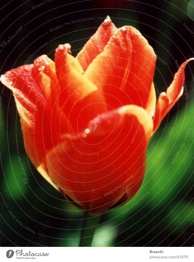 tulip Tulip Flower Blossom Plant