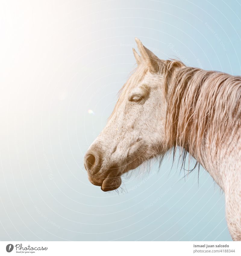 beautiful white horse portrait animal wild head eyes ears hair nature cute beauty elegant wild life wildlife rural meadow farm outdoors field country