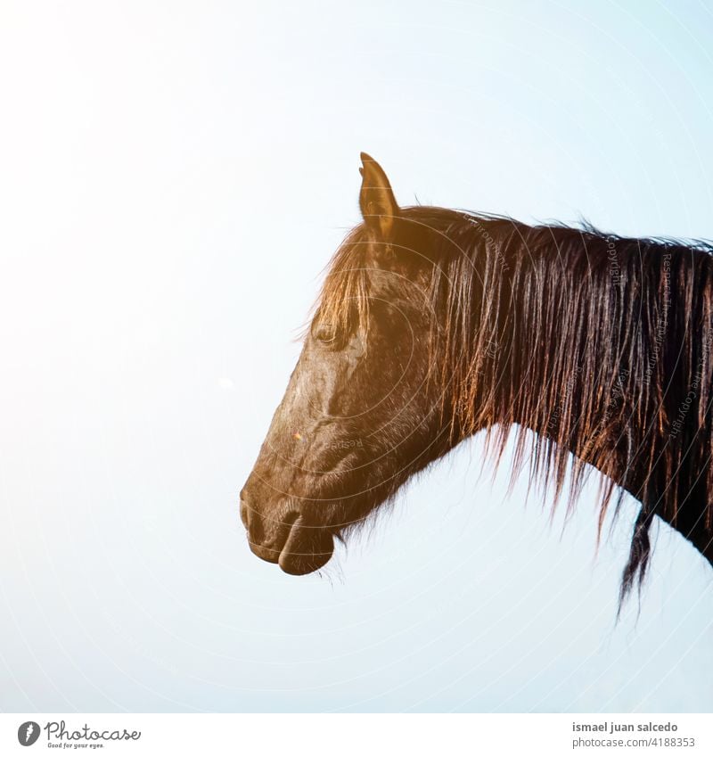 brow horse portrait in the meadow brown animal wild head eyes ears hair nature cute beauty elegant wild life wildlife rural farm grazing pasture outdoors field