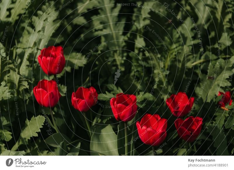 bunch of tulips in bloom beautiful blooming blossom botanical bouquet colorful day decor decoration farm field flora floral flower flowers garden green idyllic