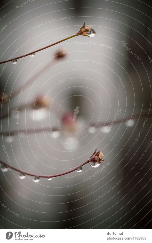 Flower branch with drops in which a house is reflected drip Branch Plant Nature Twig Spring Tree Blossom Exterior shot Growth Sky Rain raindrops reflection