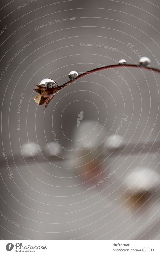 Flower branch with drops in which a house is reflected drip Branch Plant Nature Twig Spring Tree Blossom Exterior shot Growth Sky Rain raindrops reflection