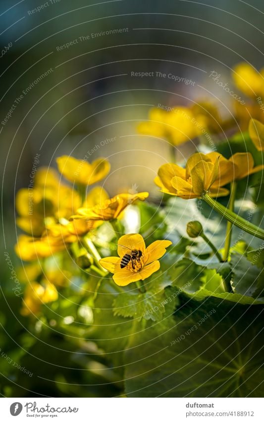 Macro shot of a bee foraging on a yellow flower Bee Foraging Spring Nature naturally Close-up Macro (Extreme close-up) Honey Plant leaves plants hunger