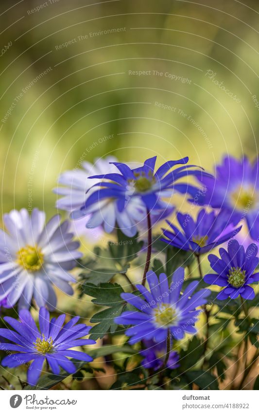 Macro shot of purple Balkan anemone Anemone blanda Spring Rays anemone Nature naturally Close-up balkan anemone Plant Botany plants Detail Seasons Blossom