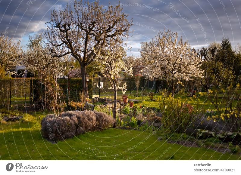 Spring in the garden Evening Branch Tree blossom Blossom Dark Twilight Relaxation awakening holidays spring spring awakening Garden Sky allotment