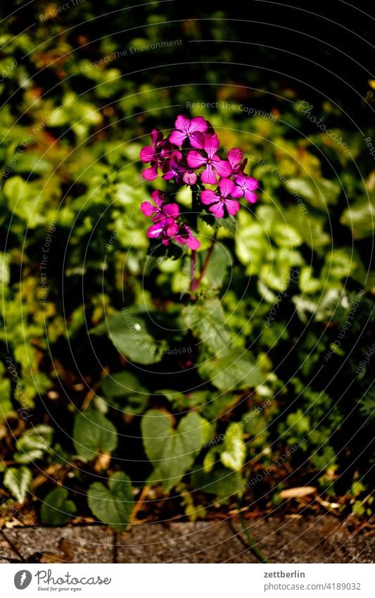 annual silverleaf blossom Blossom Dark Twilight Relaxation awakening holidays spring Spring spring awakening Garden allotment Garden allotments bud Deserted