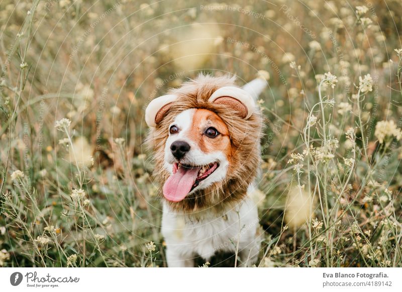 cute jack russell dog wearing a lion costume on head. Happy dog outdoors in nature in yellow flowers meadow. Sunny spring fun country sunny small easter beauty