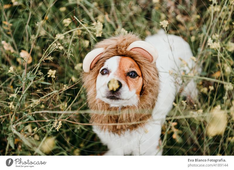 cute jack russell dog wearing a lion costume on head. Happy dog outdoors in nature in yellow flowers meadow. Sunny spring fun country sunny small easter beauty