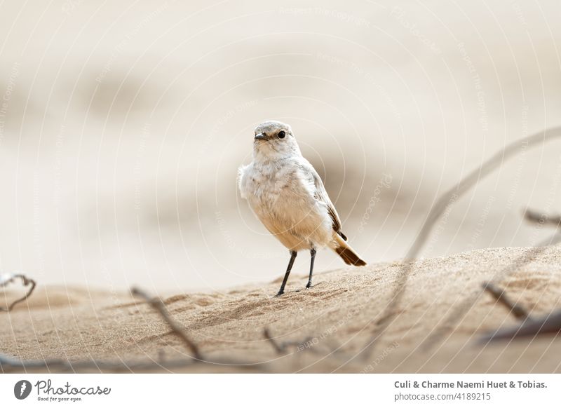 Desert Wheatear (Oenanthe deserti) Desert Wheatear sits in the sand in the desert looking ahead. Also called: Wuesten stonechat, Wuesten wheatear,desert wheatear, small passion bird.