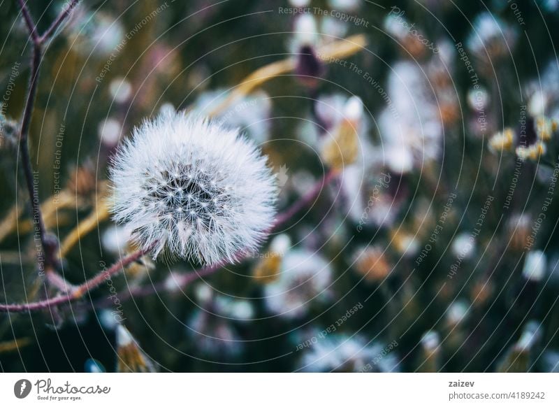 senecio flower in nature outdoor vernalis plant background beautiful spring closeup flora garden natural summer bloom blossom wild flower floral green leaf