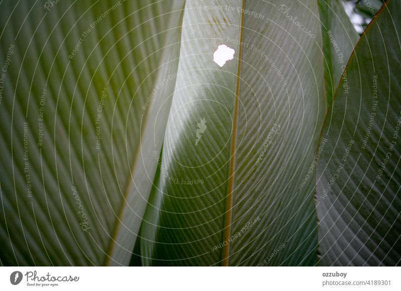 banana leaf background abstract nature plant tree green garden summer tropical design pattern forest growth foliage beauty color texture beautiful botany