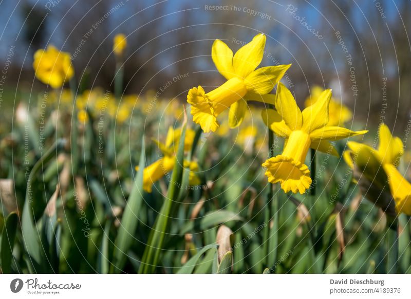 Yellow daffodil Flower Nature Easter blossom Spring Landscape format Blossom pretty Sun Garden Park Meadow Green