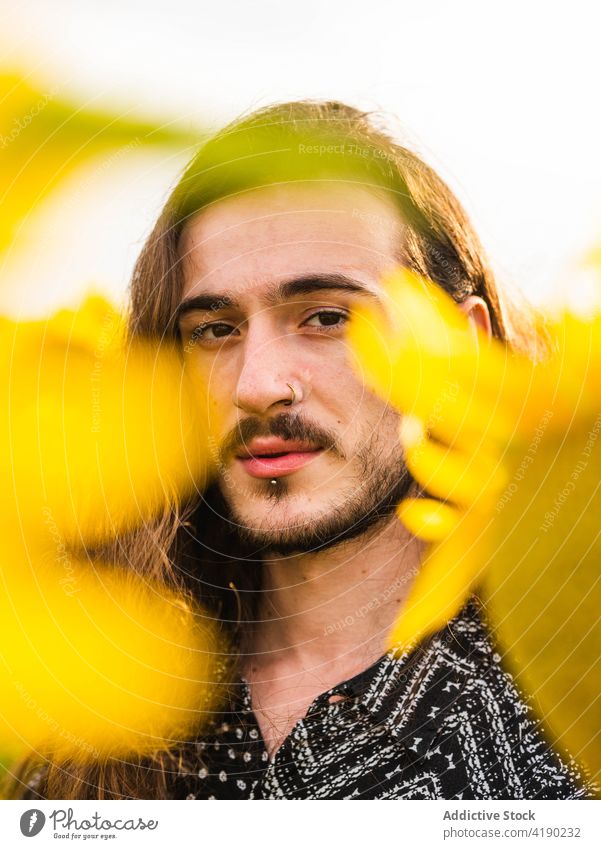 Man in sunflower field in summer man serene carefree yellow bloom meadow male stand harmony countryside tranquil peaceful nature idyllic freedom blossom enjoy